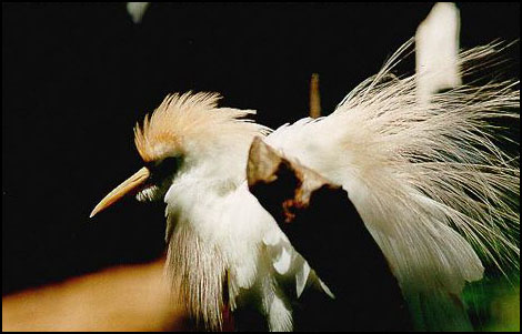 A Bird from the Aviary