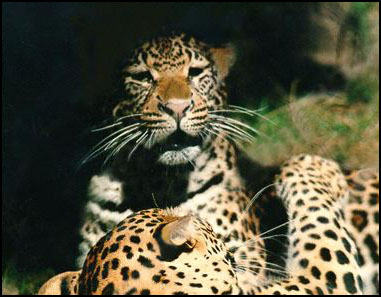 Leopard