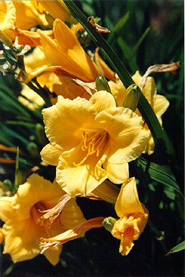 Lillies in My Yard