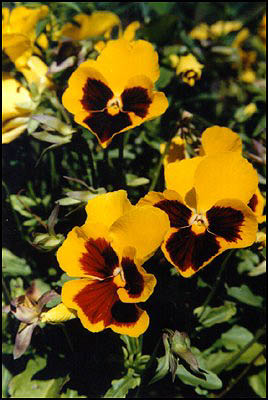 More Pansies in My Yard