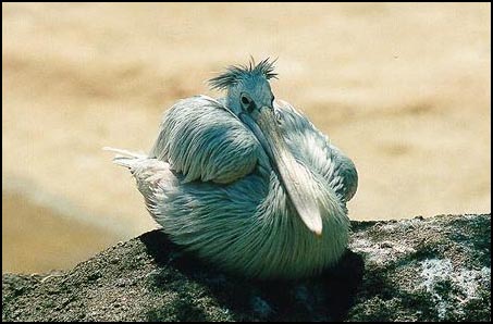 Pelicans