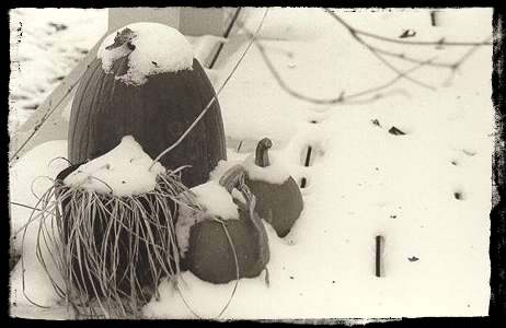 Snowy Pumpkins