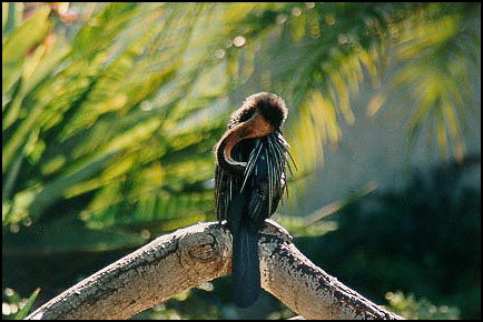 Sleeping Bird
