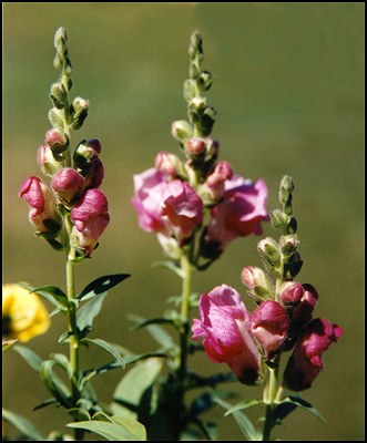 Snapdragons in My Yard