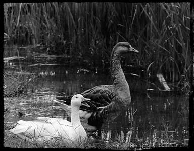 Snow Geese, MD